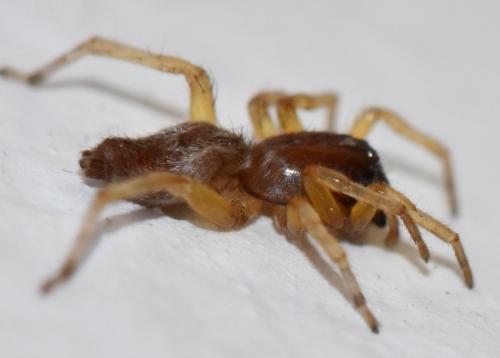 Clubiona sp.